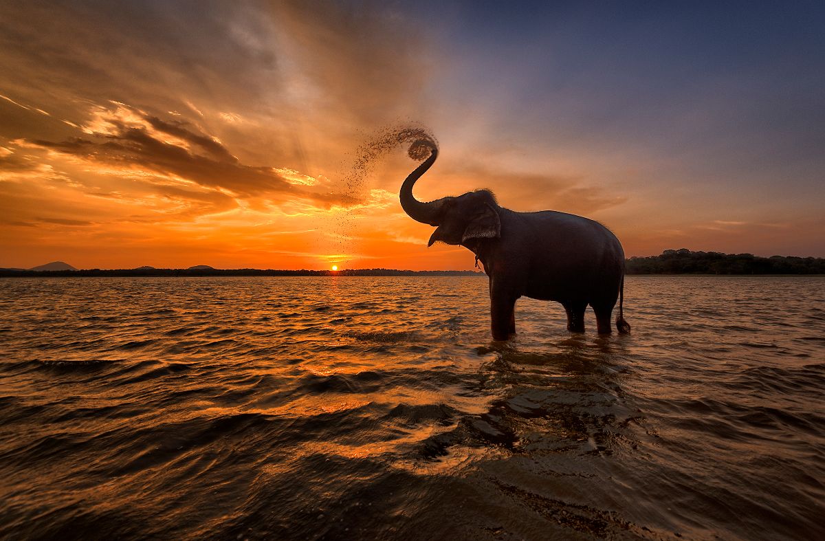 Téli nyaralás: naplementekor az elefánt bent áll az India-óceánban