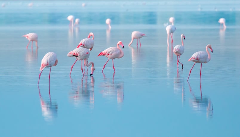 shutterstock_1033871533