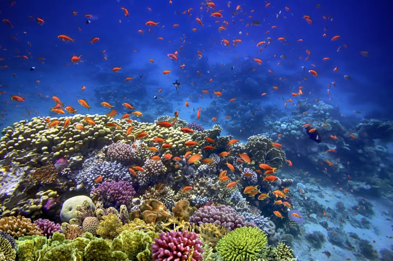 shutterstock_2494413021